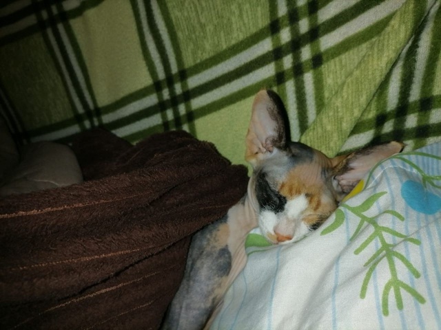 Готовимся к ночному тыг-дыку💪