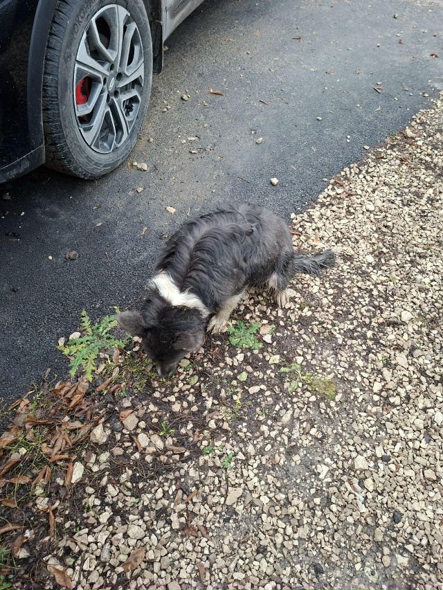 Александровское поле, ул. Южная. Второй день бегает соб...