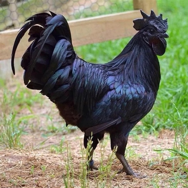 Аям чемани — куры этой редкой породы черные не только ?...