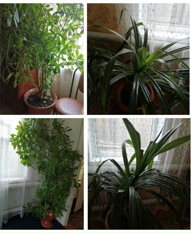 Продам комнатные цветы цена договорная тел. 89878761939
