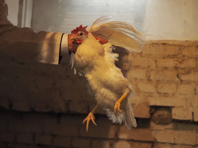 В Самарской области Обшаровская птицефабрика готовит?...