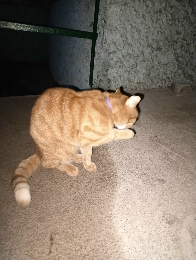 Появился котик,очень ласковый, ухоженный. Видно что до?...