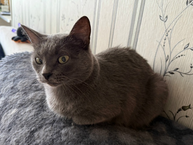 Утренний подозревающий усач
#КотМихаил