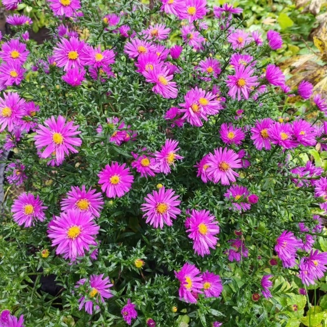 Краски осени🍂