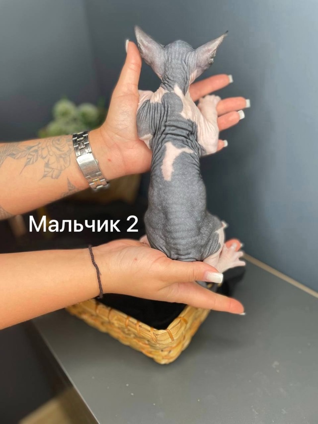 🩵😻🩷Продаю Милашeк-Очаровашек💗 Приoбрeтая ceбе сфин?...