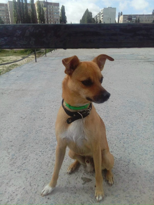 РАЗЫСКИВАЕТСЯ !!! ЗОВУТ ТИМ. ЛЮБИМ И ЖДЁМ. Нашедшему воз...