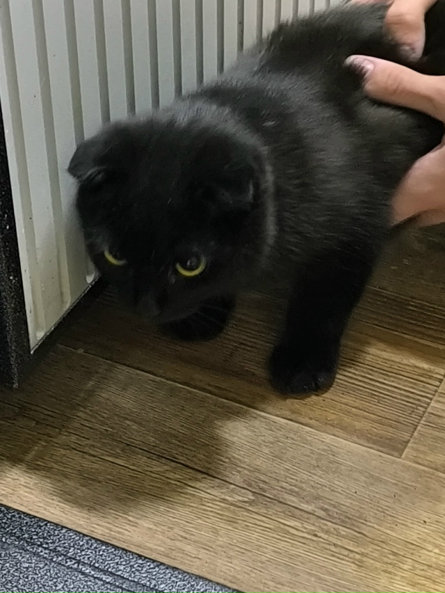 У кого потерялся такой красивый котик?
Находится на Ве?...