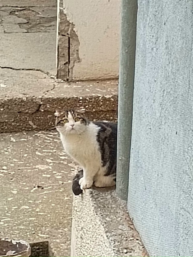 Несколько дней наблюдаем кошку (или кота) в углу домов ?...