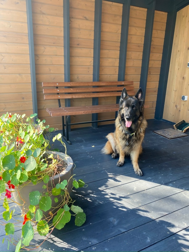 29.10 утром убежала собака, сорвалась с поводка, без ошей?...