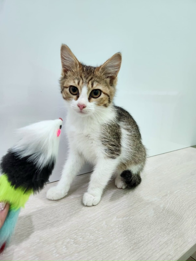 Волгореченск!! Вот такого малыша подобрали с улицы. Воз...