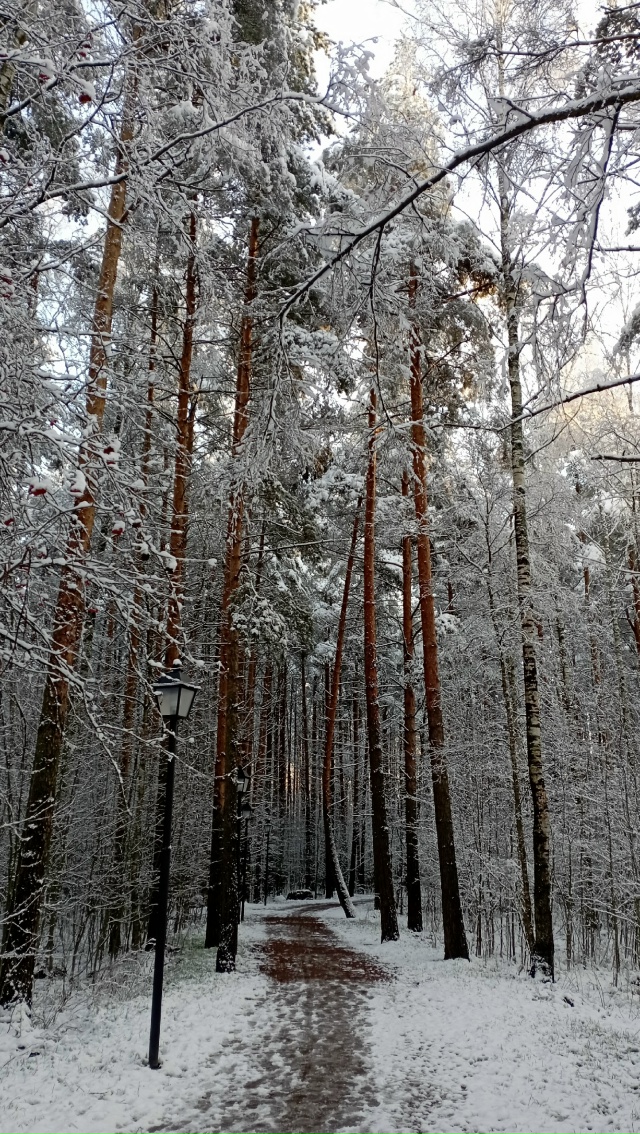 Немного зимней красоты))