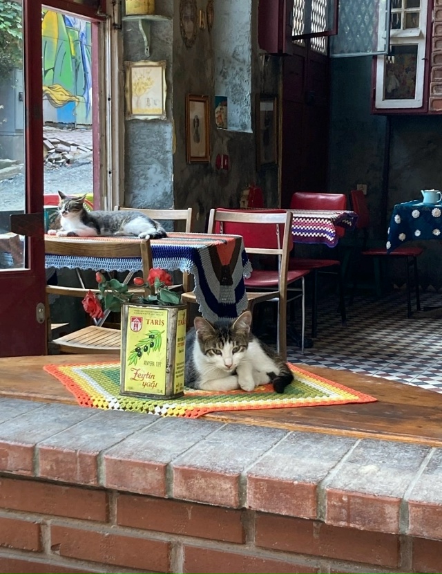 Коты района Балат. Стамбул.