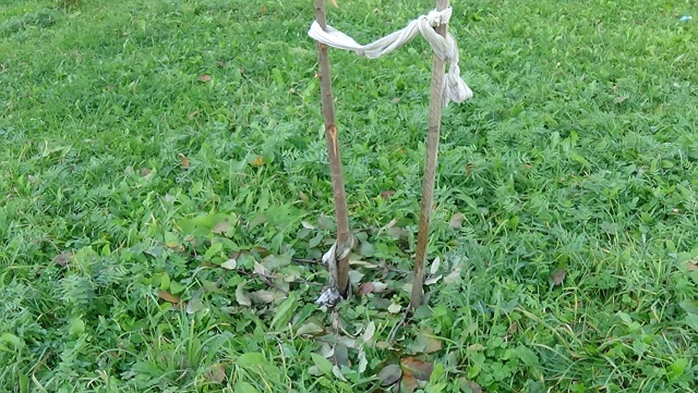 В яблоневом саду на Чайковского вандальные дебилоиды ?...