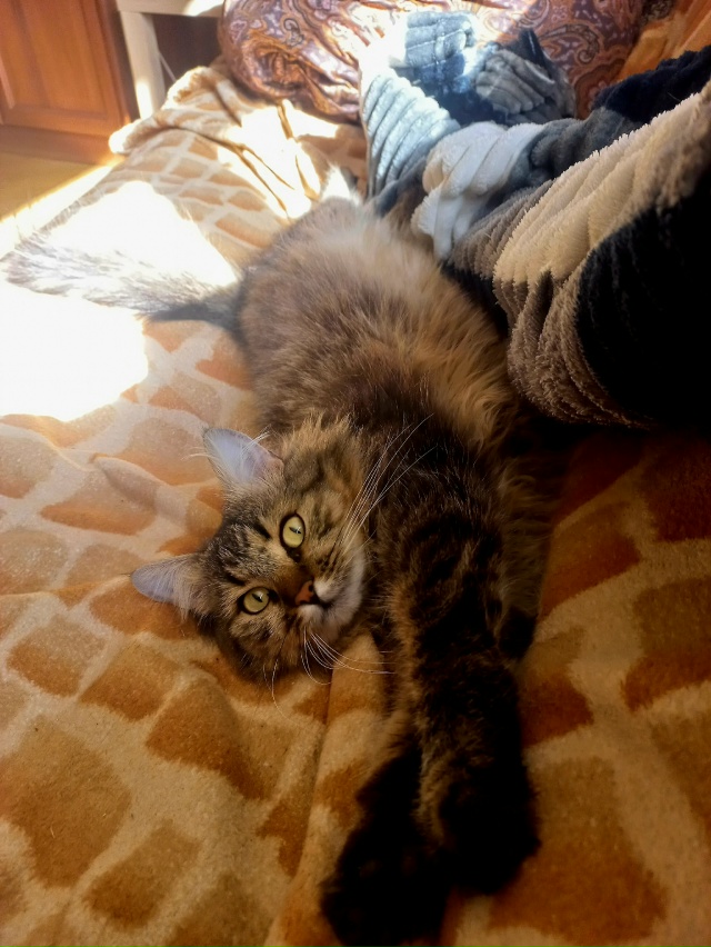 Грейси. Из приюта. Живет у меня 5 месяцев. В апреле ей бу?...