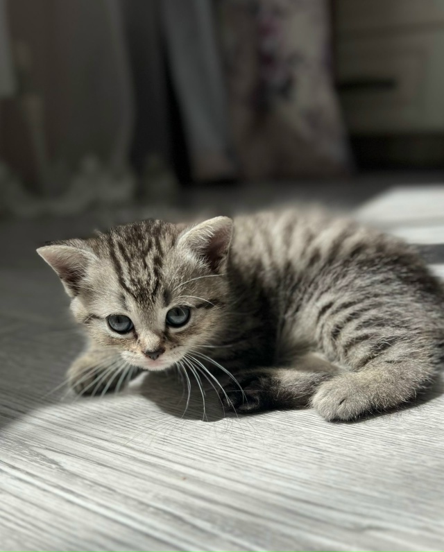Отдам котят в добрые руки, возраст 1 месяц, кушают тольк...