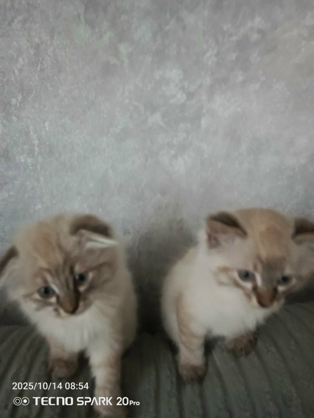 Котята в добрые руки мальчик и девочка 89208414021