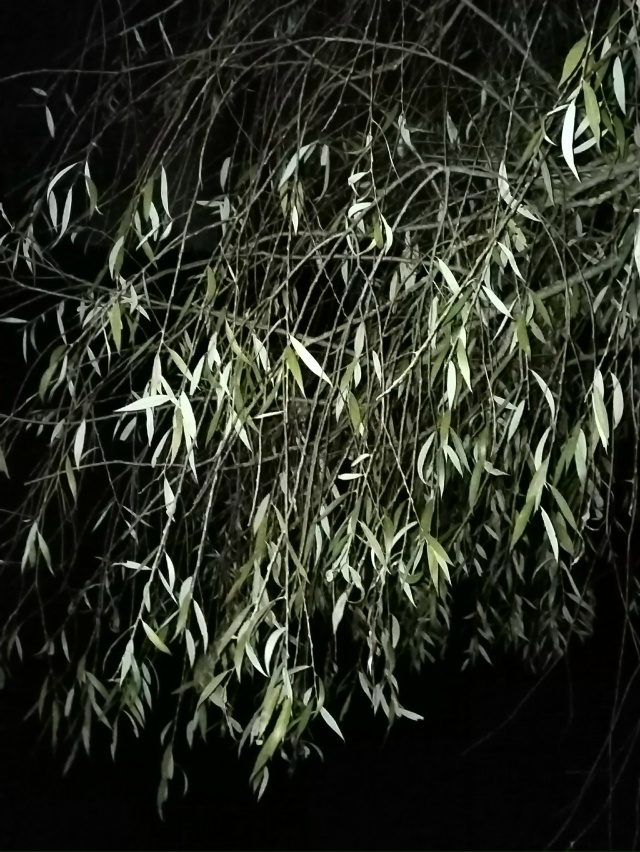 Доброй ночи 💤
📸Михаил Никонов