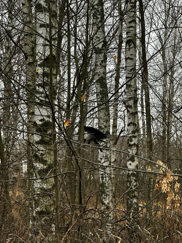 Напротив дома по адресу Ярославская 79, через дорогу, уж...