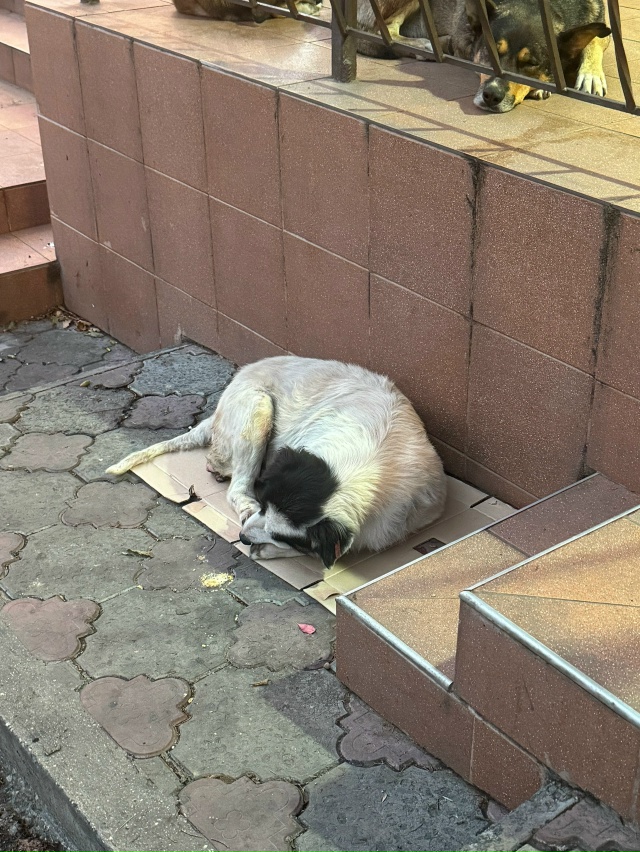 На остановке Марат кажется,Алупкинское шоссе 58в лежит ...