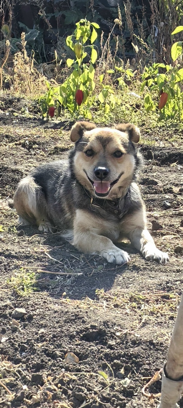 Пропала собака в районе цофа. Если кто то видел пожалуй...