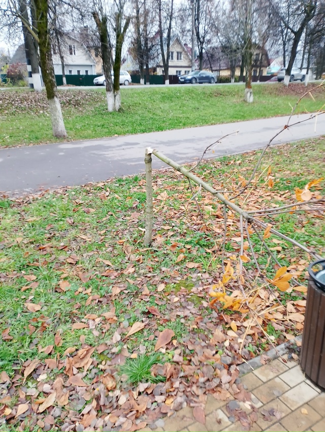 😡 Какой-то вандал
Спилил молодые деревца березы и дуб...