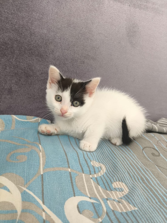 Котята в добрые руки. К лотку приучены. Едят всё.
