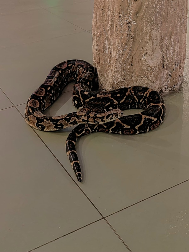 Привет, Волгореченск! 👋 Это снова кафе OASIS 🍽
🦥 Экзот?...