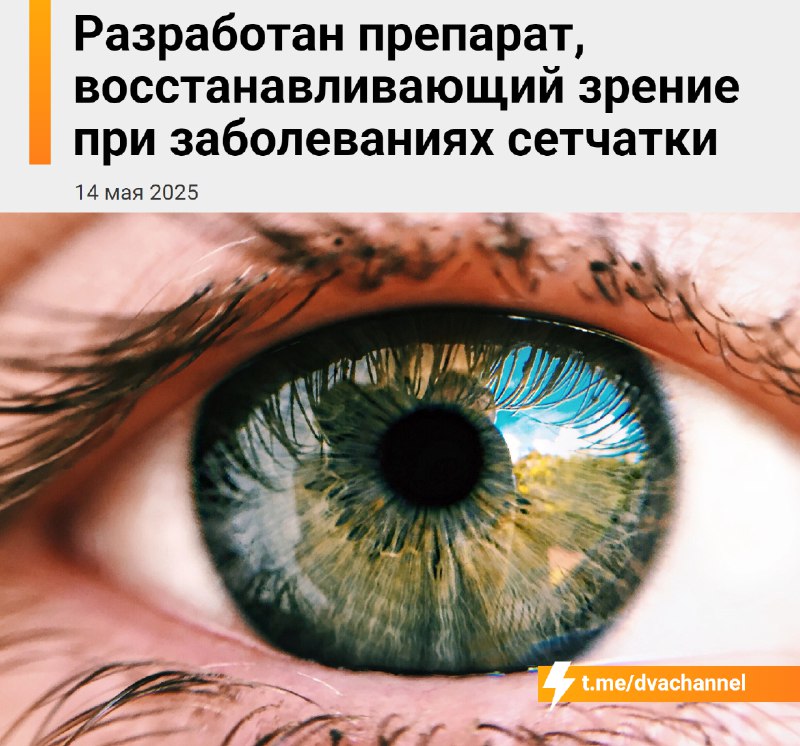 Учёные из Кореи создали новое лекарство, которое восстанавливает зрение за счёт регенерации сетчатки