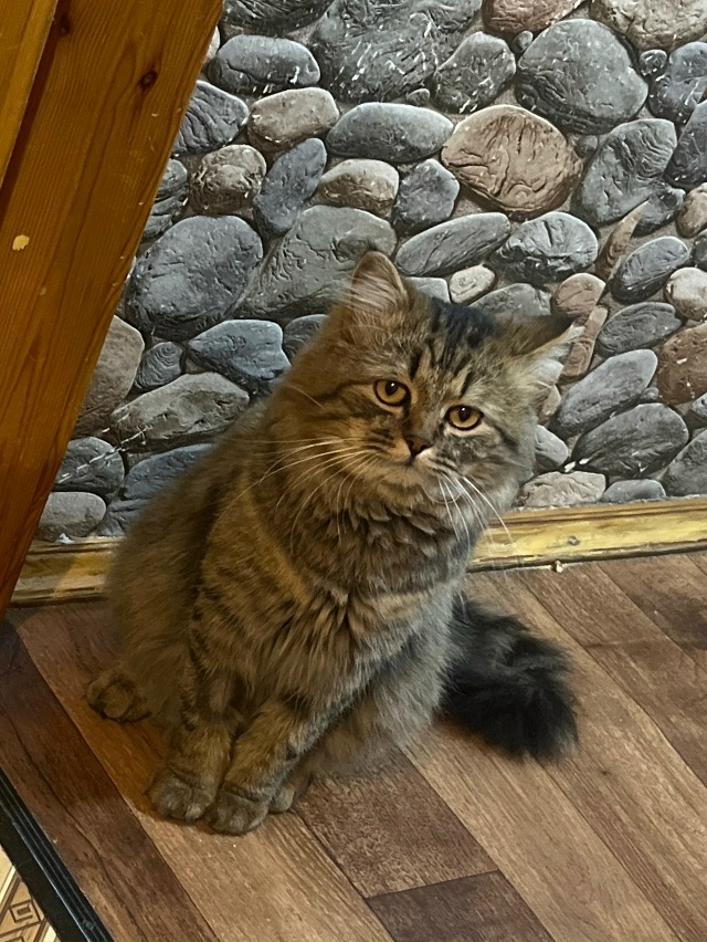 Сава. На самом деле кот грустинка. Постоянно в печали и ...