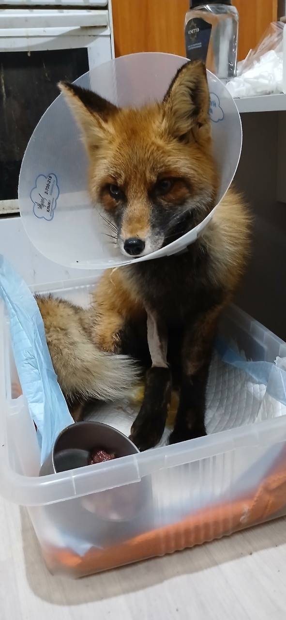 Волонтеры из «Фауны Урала» сейчас присматривают за ли?...