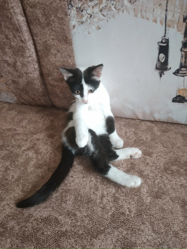 Отдадим в добрые руки умного и красивого котёнка. Маль?...