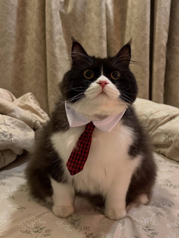 Мистарб кесулькен