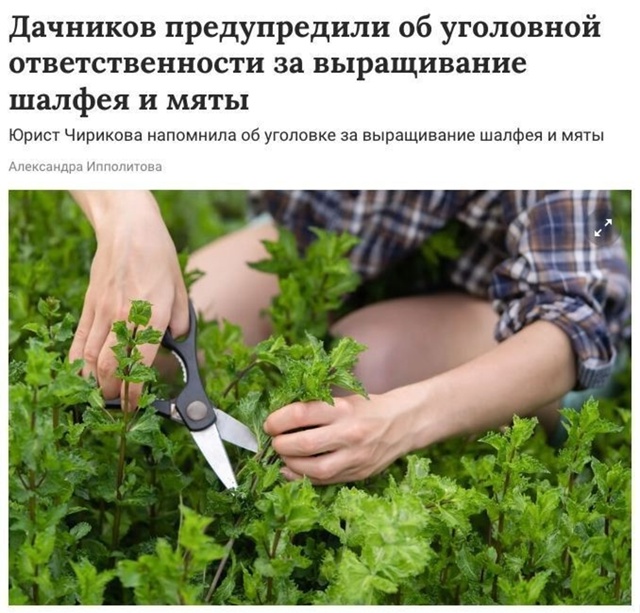 😳 За выращивание мяты и шалфея можно сесть в тюрьму н?...