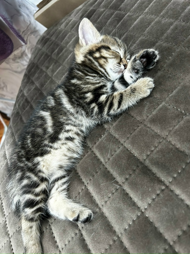 Отдам в добрые руки котенка.Мальчик.Кушает все. 89228000866