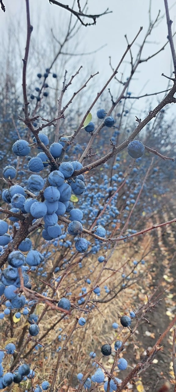 Лес возле Красной Самарки