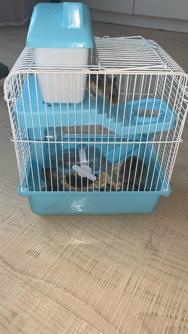 Отдам джанжуриков (хомяков) в добрые руки !