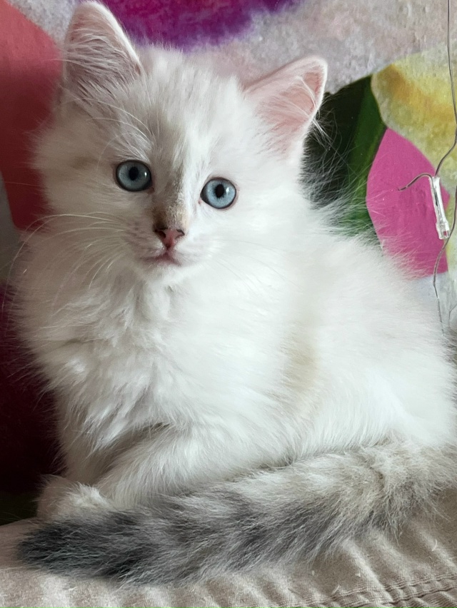 ☀️Добрый день!
😻Отдадим прекрасную кошечку добрым л?...