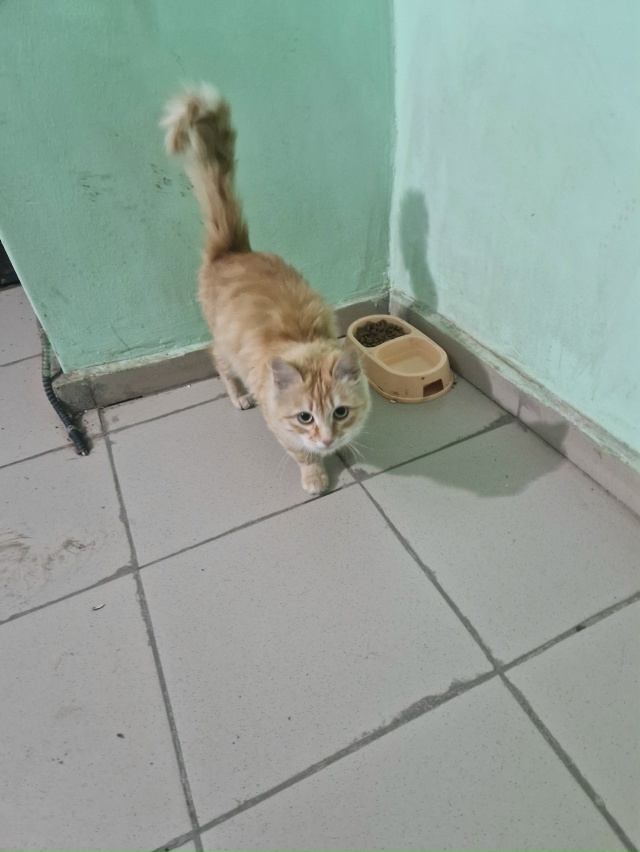 Всем привет! Никто кошечку не потерял на Маяке? Видно ч?...