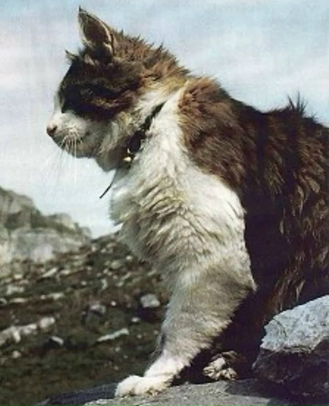 Познакомьтесь с Томбой — знаменитым котом-альпинисто?...