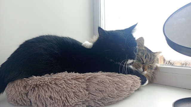 продолжение про двух жирных котов... им не только не хва...