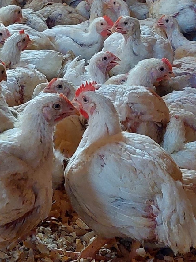 ❗❗❗ПРОДАЮТСЯ❗❗❗
Цыплята 🐥 Бройлерные 52-ух дневны?...