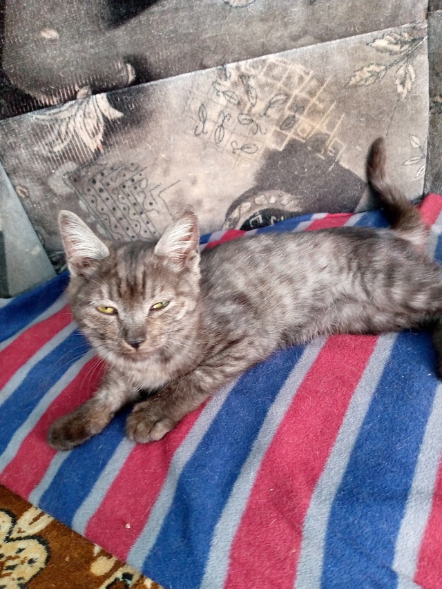 Отдам котят в добрые руки. Котята ручные, ласковые, куш?...