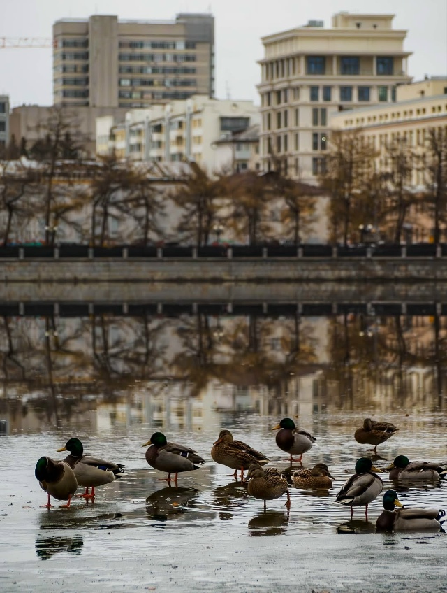 Осенний Екатеринбург 🍂
📸:Старков Денис