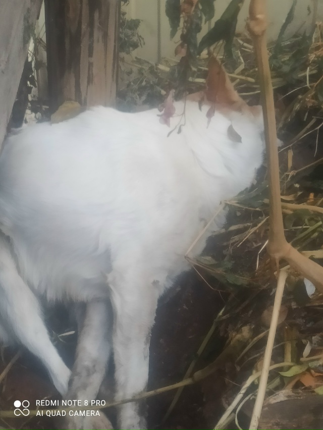 Что вы за люди зачем травить сабаку что она вам зделала...