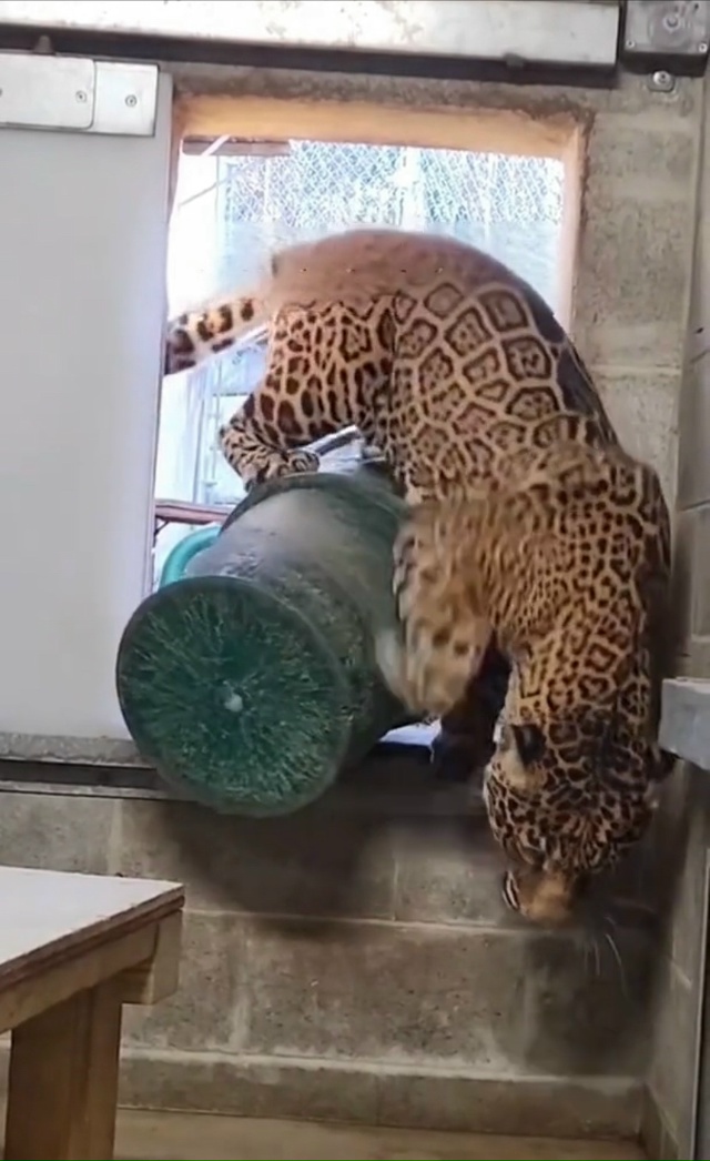 Кошки такие кошки — посетители зоопарка в Америке зас?...