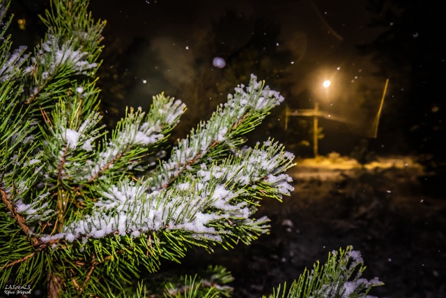 Первый снег 21 октября 2021г.
Фото: Юрий Жарков