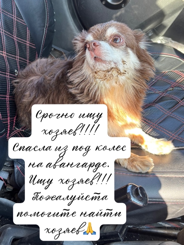 Мальчик уже взрослый,контактный(легко пошел на руки).Б?...