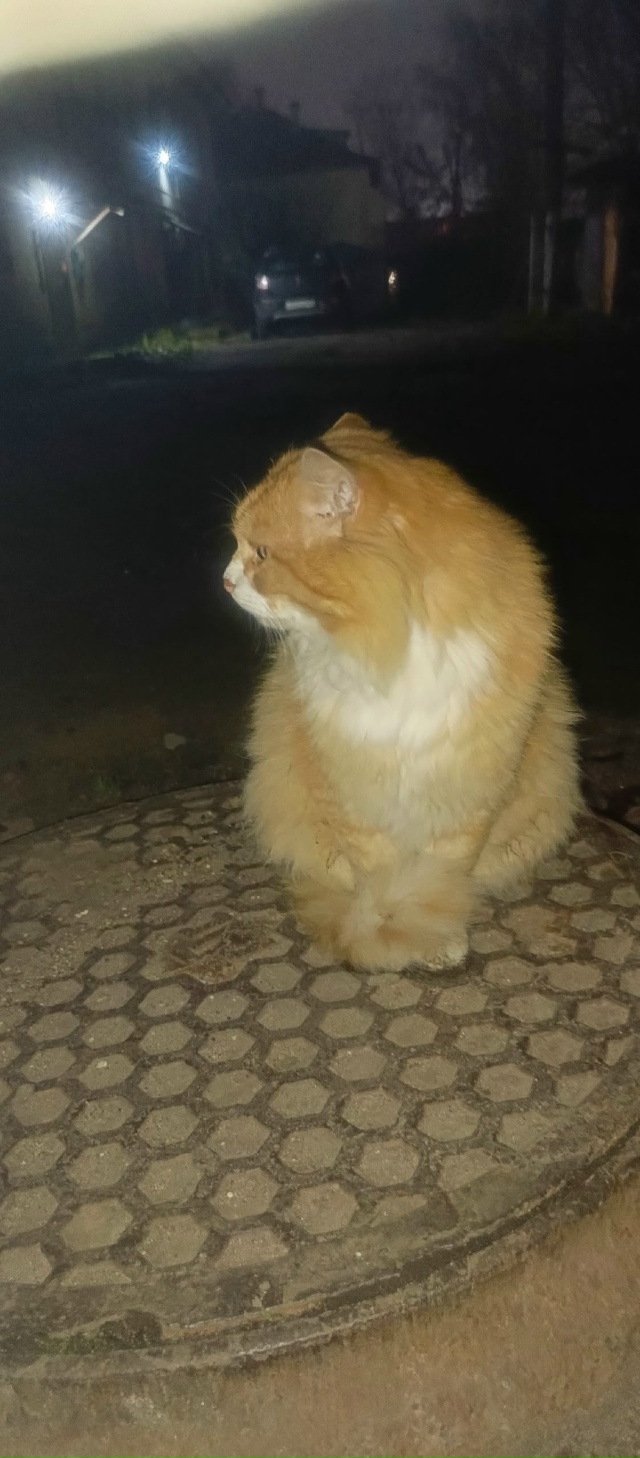 Чей котик, искали как-то похожего?