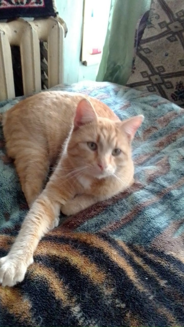 Здравствуйте. В д. Покровское остались без попечения к?...