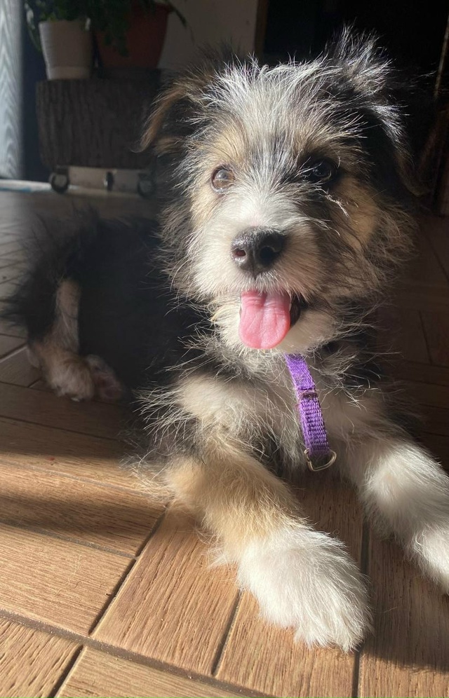 Ищем дом для этой малышки.
Девочка, примерно 3 месяца. Б?...